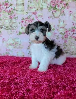 Brandy, a female Miniature Schnauzer for sale in Bryan, TX – Photo 1 of 3