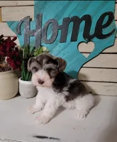 Brandy, a female Miniature Schnauzer for sale in Bryan, TX – Photo 3 of 3