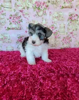 Brandy, a female Miniature Schnauzer for sale in Bryan, TX – Photo 2 of 3