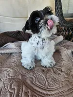 Patriot, a male Miniature Schnauzer for sale in Bryan, TX – 8 of 9