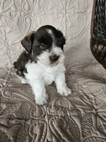 Romeo , a male Miniature Schnauzer for sale in Bryan, TX – 5 of 6
