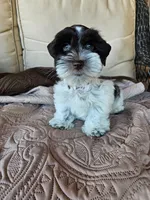 Patriot, a male Miniature Schnauzer for sale in Bryan, TX – 3 of 9