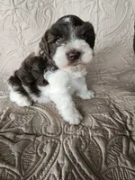 Romeo , a male Miniature Schnauzer for sale in Bryan, TX – 6 of 6