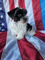 Patriot, a male Miniature Schnauzer for sale in Bryan, TX – 1 of 5
