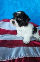 Patriot, a male Miniature Schnauzer for sale in Bryan, TX – 3 of 5