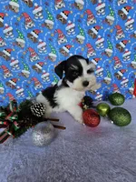 Noel, a female Miniature Schnauzer for sale in Bryan, TX – Photo 3 of 8