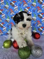 Noel, a female Miniature Schnauzer for sale in Bryan, TX – Photo 2 of 8