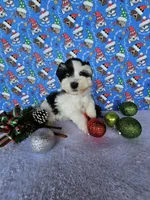 Noel, a female Miniature Schnauzer for sale in Bryan, TX – Photo 8 of 8