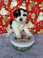 Noel, a female Miniature Schnauzer for sale in Bryan, TX – Photo 4 of 8