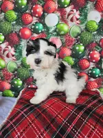 Noel, a female Miniature Schnauzer for sale in Bryan, TX – Photo 7 of 8