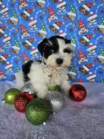 Noel, a female Miniature Schnauzer for sale in Bryan, TX – Photo 5 of 8
