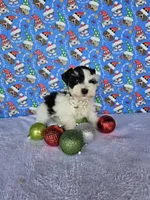 Noel, a female Miniature Schnauzer for sale in Bryan, TX – Photo 6 of 8