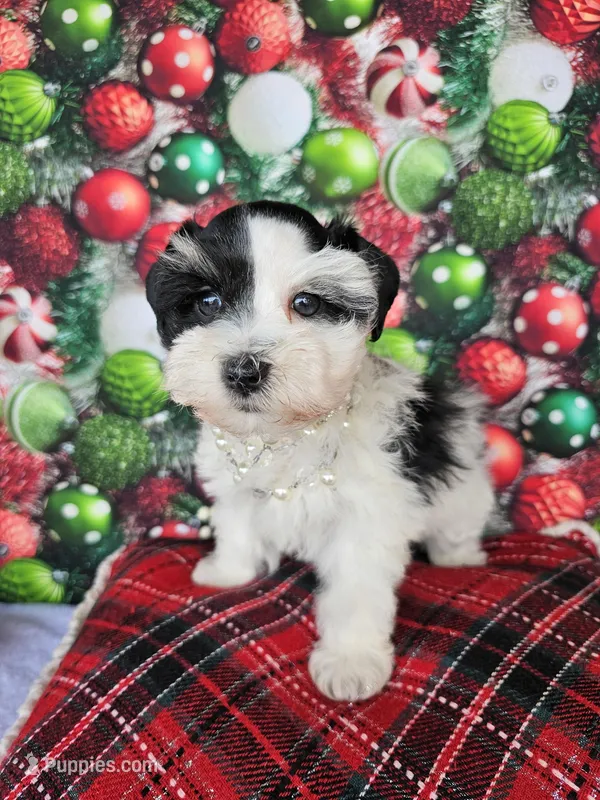 Noel, a female Miniature Schnauzer for sale in Bryan, TX – Photo 1 of 8