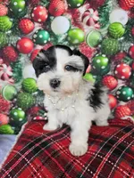 Noel, a female Miniature Schnauzer for sale in Bryan, TX – Photo 1 of 8
