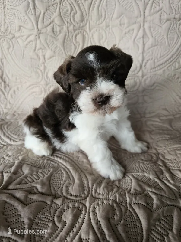 Romeo  – Miniature Schnauzer puppy for sale in Bryan, TX