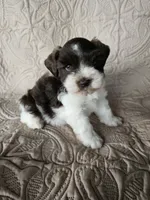 Romeo , a male Miniature Schnauzer for sale in Bryan, TX – 1 of 6