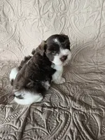 Romeo , a male Miniature Schnauzer for sale in Bryan, TX – 3 of 6