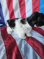 Patriot, a male Miniature Schnauzer for sale in Bryan, TX – 2 of 5