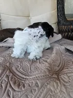 Patriot, a male Miniature Schnauzer for sale in Bryan, TX – 5 of 9