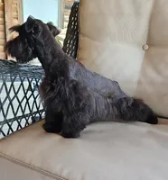 Chocolate Chip, a male Miniature Schnauzer for sale in Bryan, TX – Photo 4 of 8