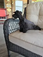 Chocolate Chip, a male Miniature Schnauzer for sale in Bryan, TX – Photo 8 of 8