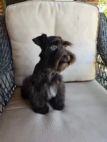 Chocolate Chip, a male Miniature Schnauzer for sale in Bryan, TX – Photo 1 of 8