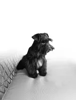 Chocolate Chip, a male Miniature Schnauzer for sale in Bryan, TX – Photo 3 of 8