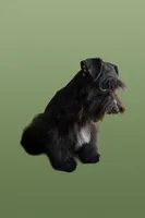 Chocolate Chip, a male Miniature Schnauzer for sale in Bryan, TX – Photo 2 of 8