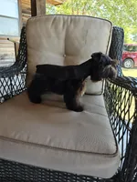 Chocolate Chip, a male Miniature Schnauzer for sale in Bryan, TX – Photo 7 of 8