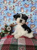 Paris, a female Miniature Schnauzer for sale in Bryan, TX – Photo 3 of 9
