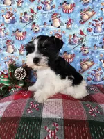 Paris, a female Miniature Schnauzer for sale in Bryan, TX – Photo 4 of 9