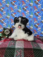 Paris, a female Miniature Schnauzer for sale in Bryan, TX – Photo 8 of 9