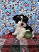 Paris, a female Miniature Schnauzer for sale in Bryan, TX – Photo 9 of 9