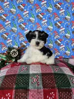 Paris, a female Miniature Schnauzer for sale in Bryan, TX – Photo 5 of 9