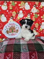 Paris, a female Miniature Schnauzer for sale in Bryan, TX – Photo 2 of 9