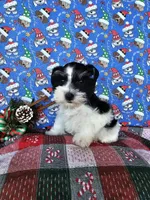 Paris, a female Miniature Schnauzer for sale in Bryan, TX – Photo 6 of 9