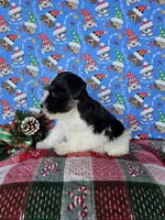 Paris, a female Miniature Schnauzer for sale in Bryan, TX – Photo 7 of 9