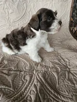 Romeo , a male Miniature Schnauzer for sale in Bryan, TX – 2 of 6