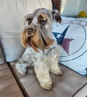 Nala, a female Miniature Schnauzer for sale in Bryan, TX – Photo 8 of 8