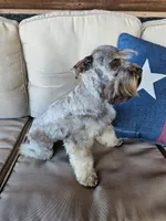 Nala, a female Miniature Schnauzer for sale in Bryan, TX – Photo 4 of 8