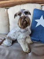 Nala, a female Miniature Schnauzer for sale in Bryan, TX – Photo 2 of 8
