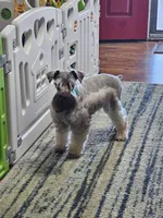 Nala, a female Miniature Schnauzer for sale in Bryan, TX – Photo 6 of 8