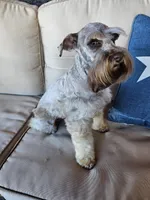 Nala, a female Miniature Schnauzer for sale in Bryan, TX – Photo 5 of 8