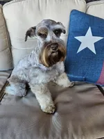 Nala, a female Miniature Schnauzer for sale in Bryan, TX – Photo 3 of 8