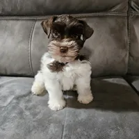 Tex, a male Miniature Schnauzer for sale in Bryan, TX – Photo 8 of 9