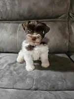 Tex, a male Miniature Schnauzer for sale in Bryan, TX – Photo 8 of 9