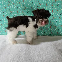 Tex, a male Miniature Schnauzer for sale in Bryan, TX – Photo 3 of 9