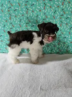 Tex, a male Miniature Schnauzer for sale in Bryan, TX – Photo 3 of 9
