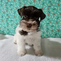 Tex, a male Miniature Schnauzer for sale in Bryan, TX – Photo 9 of 9