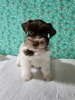 Tex, a male Miniature Schnauzer for sale in Bryan, TX – Photo 9 of 9